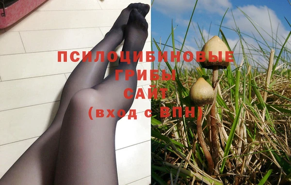 шишки Кодинск